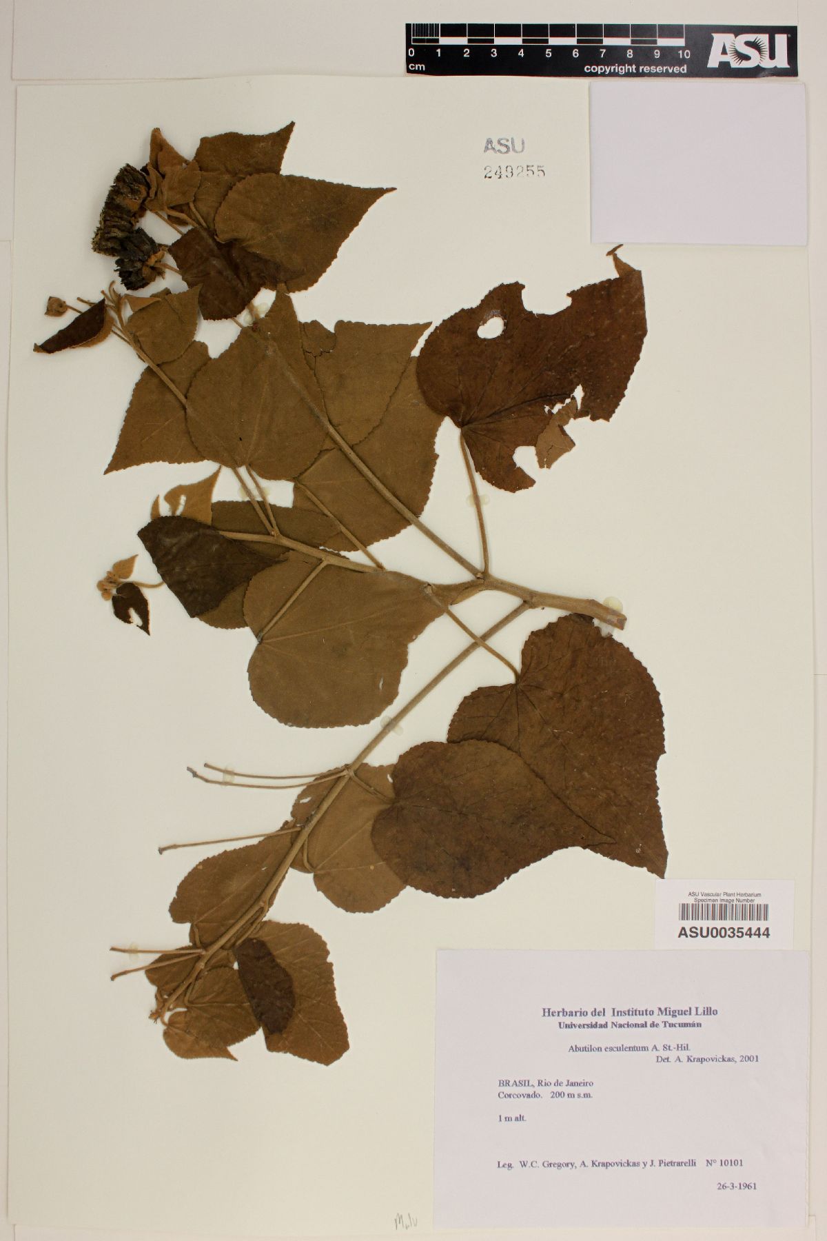 Bakeridesia esculenta image