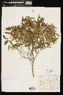 Eugenia pistaciifolia image