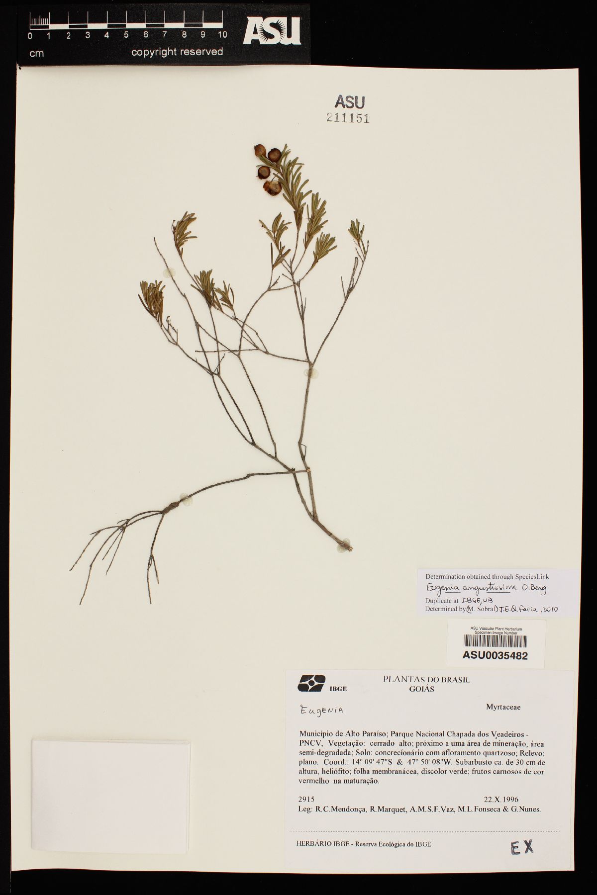 Eugenia angustissima image
