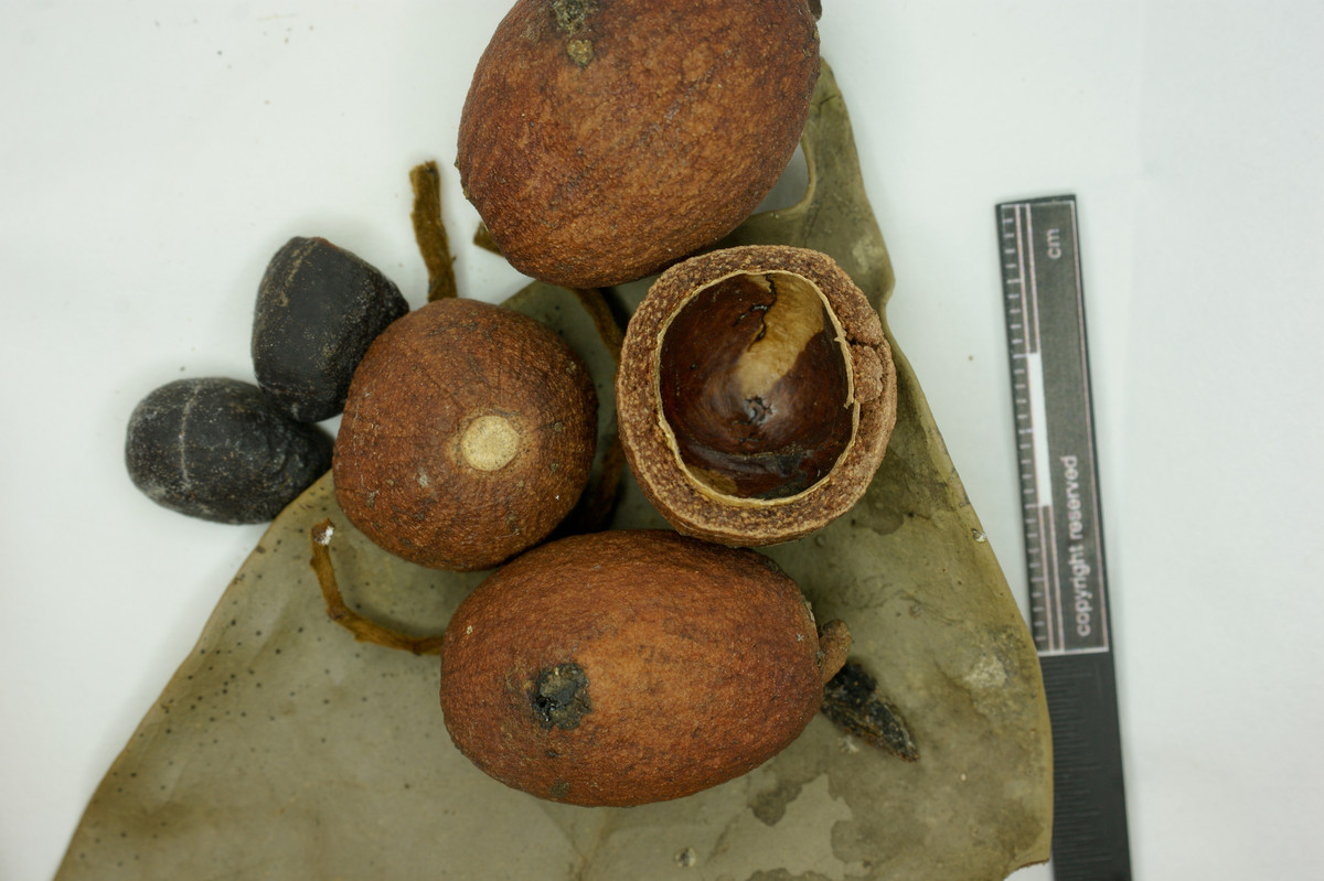 Eugenia cucullata image