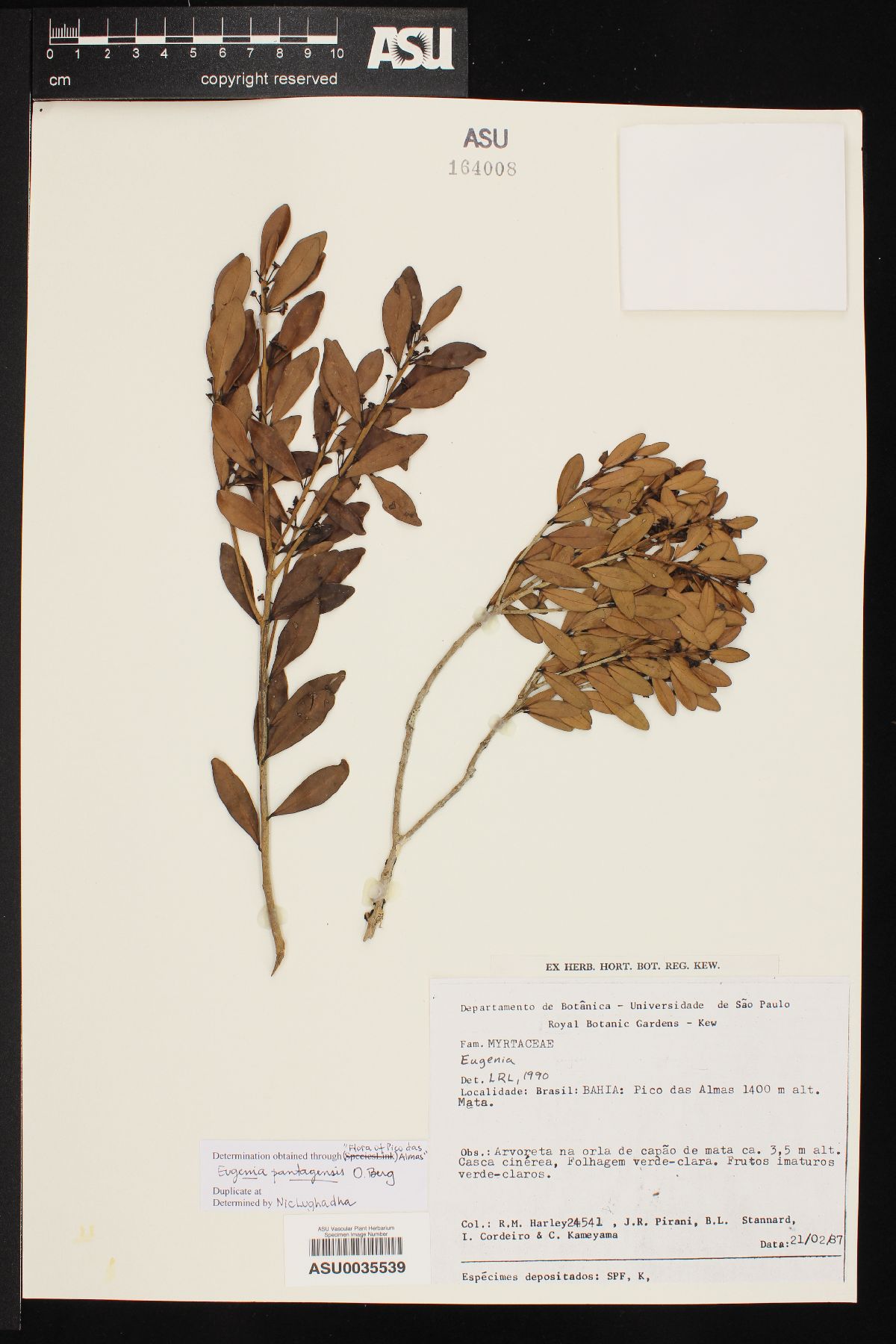 Eugenia pantagensis image