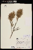 Eugenia angustissima image