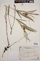 Eriosema longifolium image