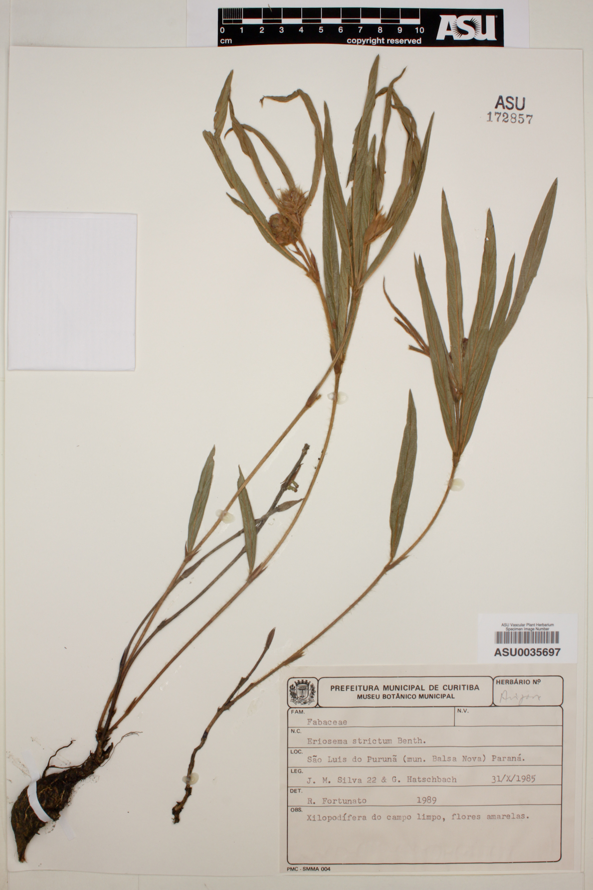 Eriosema strictum image