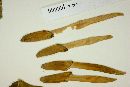 Erythrina rubrinervia image