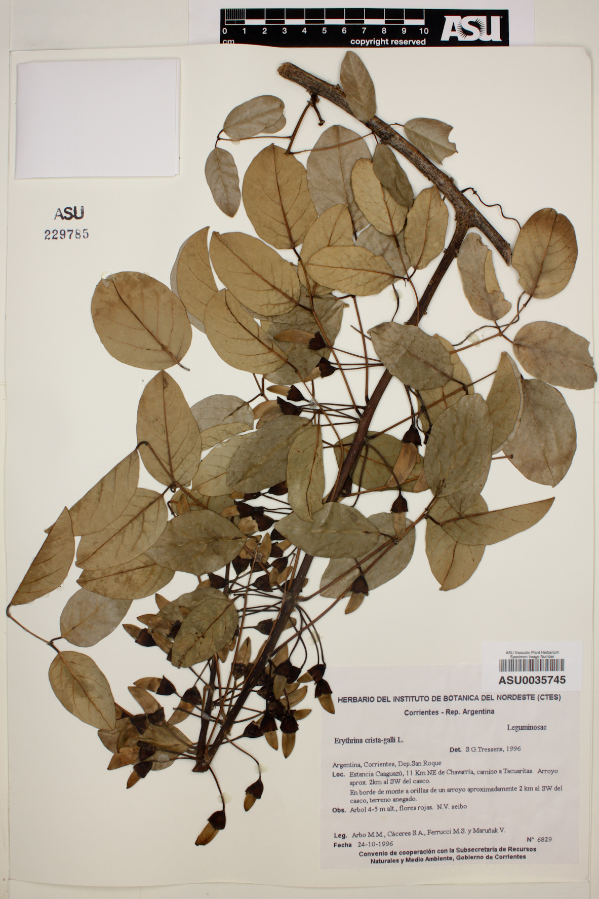 Erythrina crista-galli image