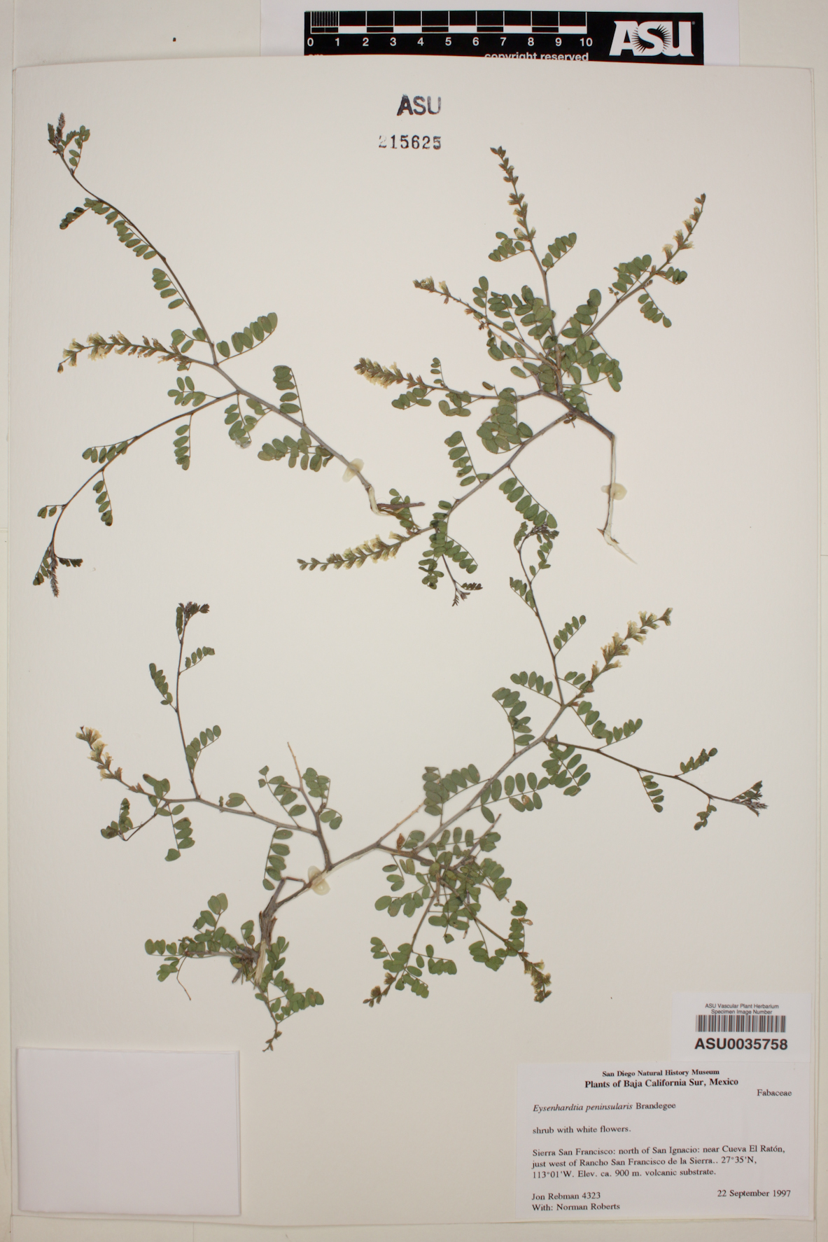 Eysenhardtia peninsularis image