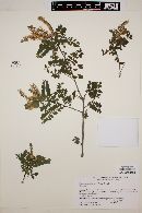 Eysenhardtia platycarpa image