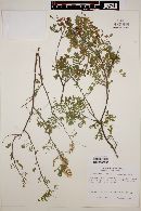 Eysenhardtia reticulata image