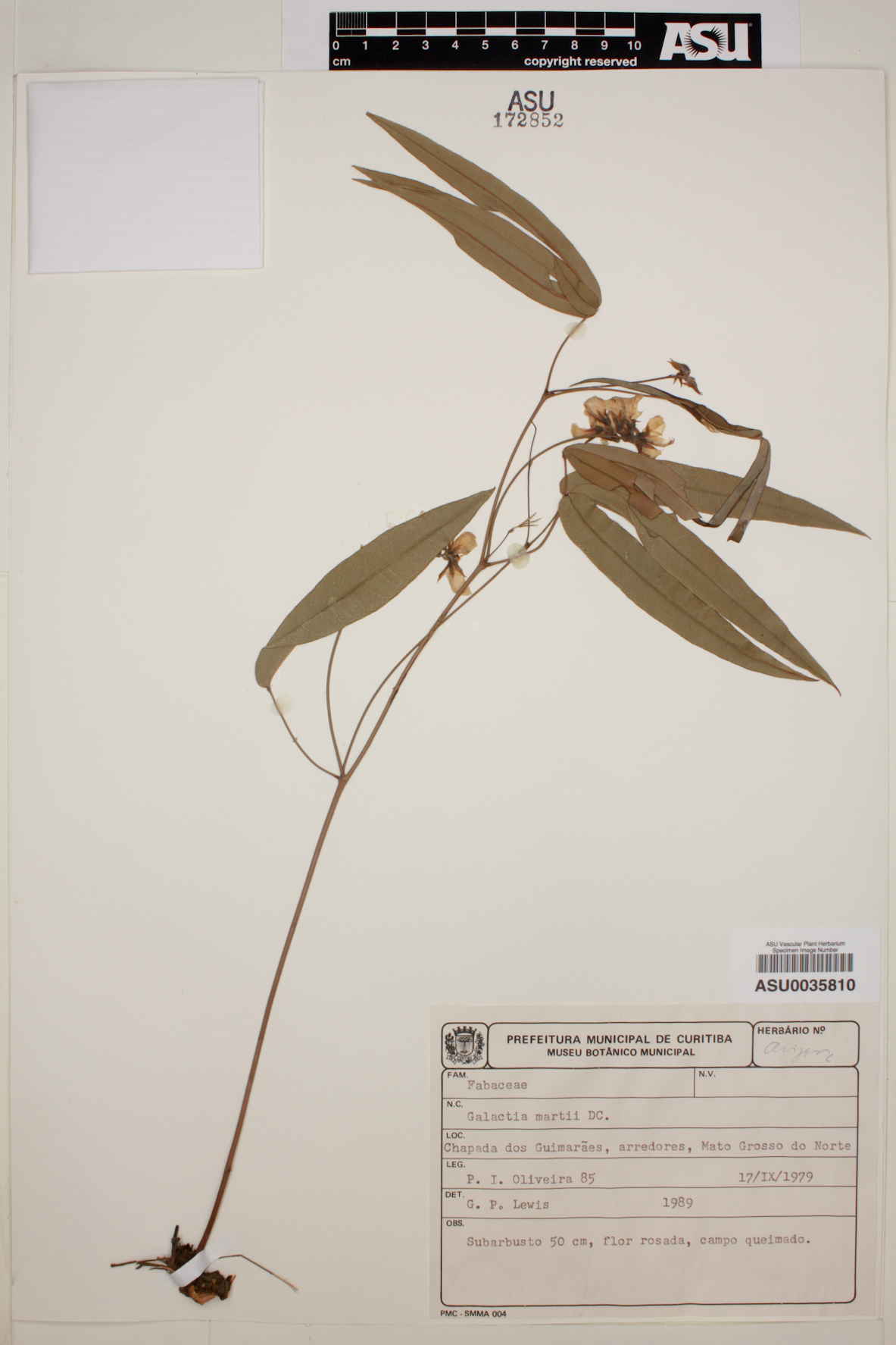 Galactia angustifolia image