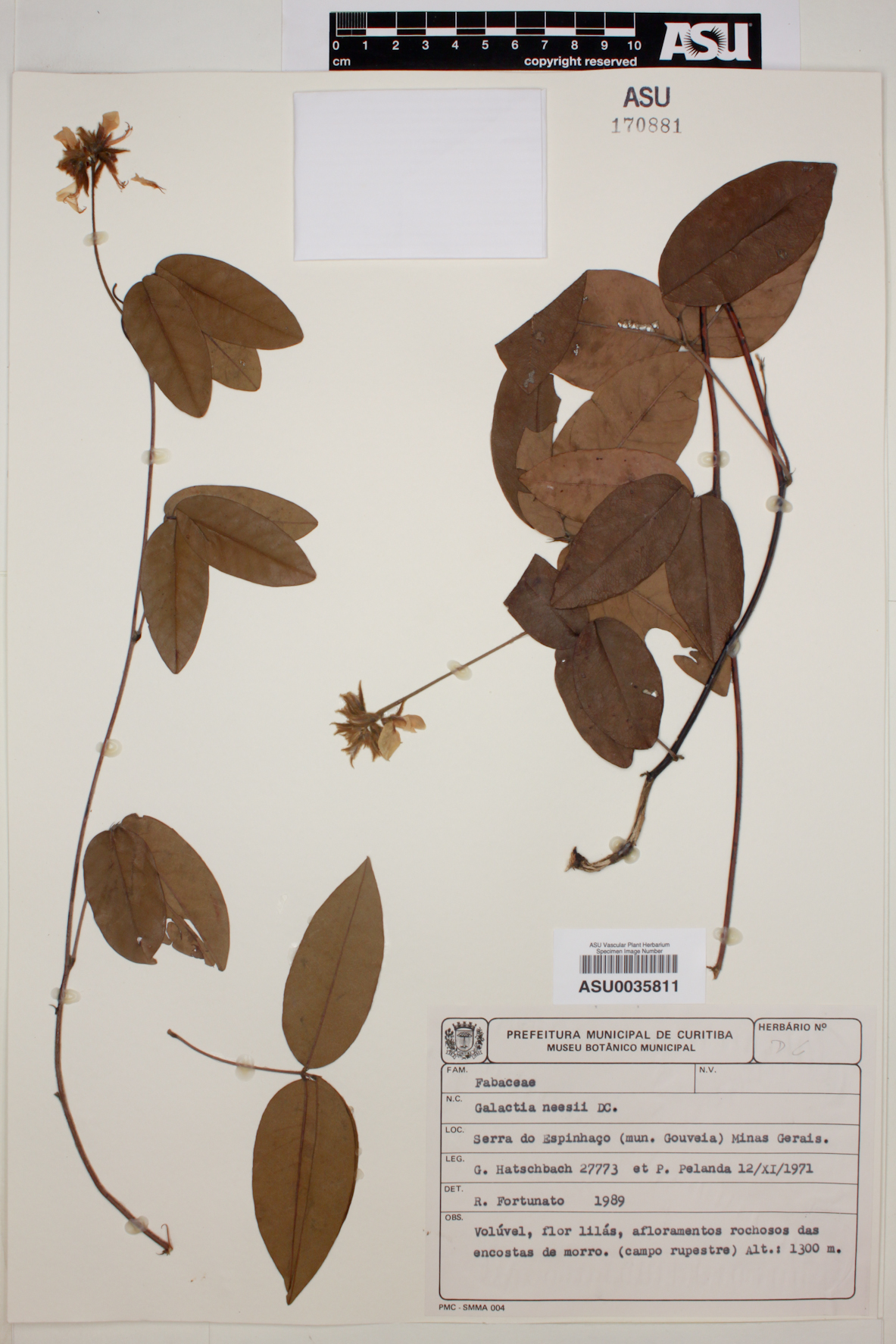 Galactia neesii image