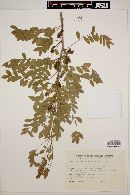 Gleditsia amorphoides image