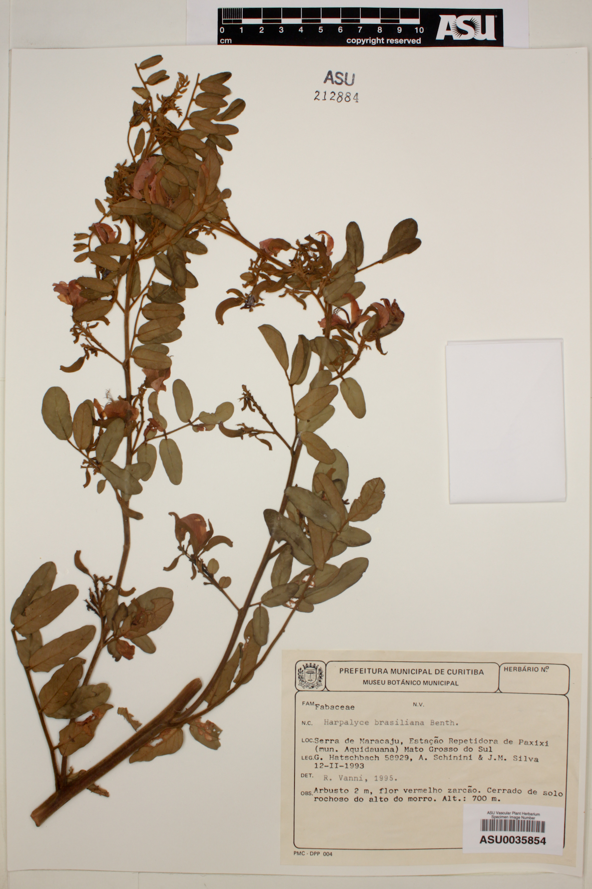 Harpalyce brasiliana image