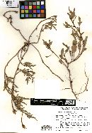 Image of Cienfuegosia saraviae