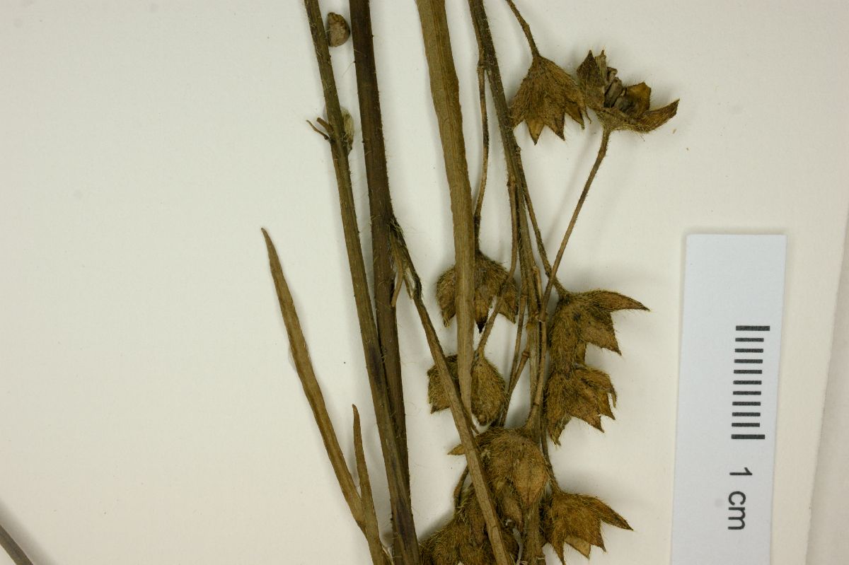 Sida linifolia image