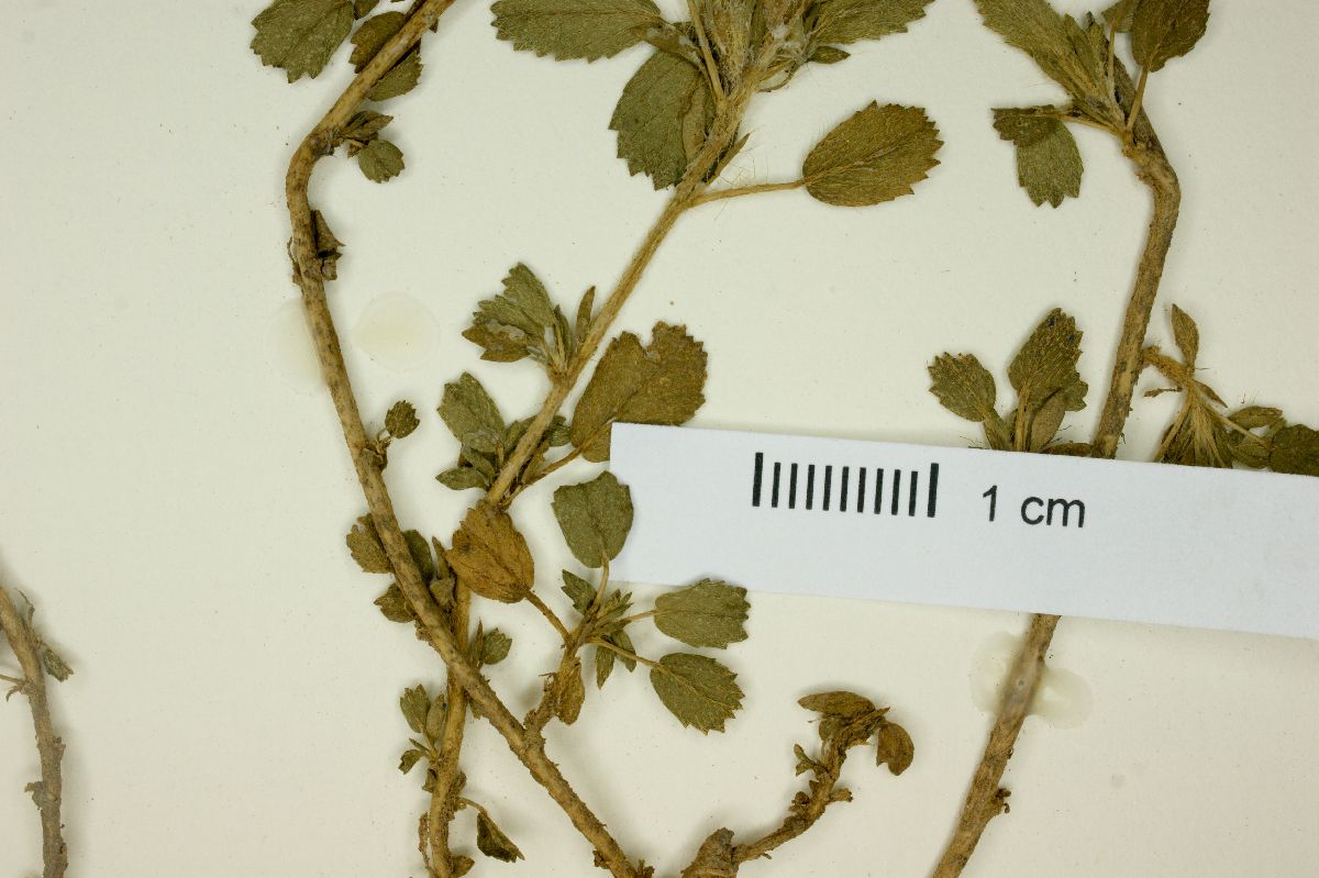 Sida plumosa image