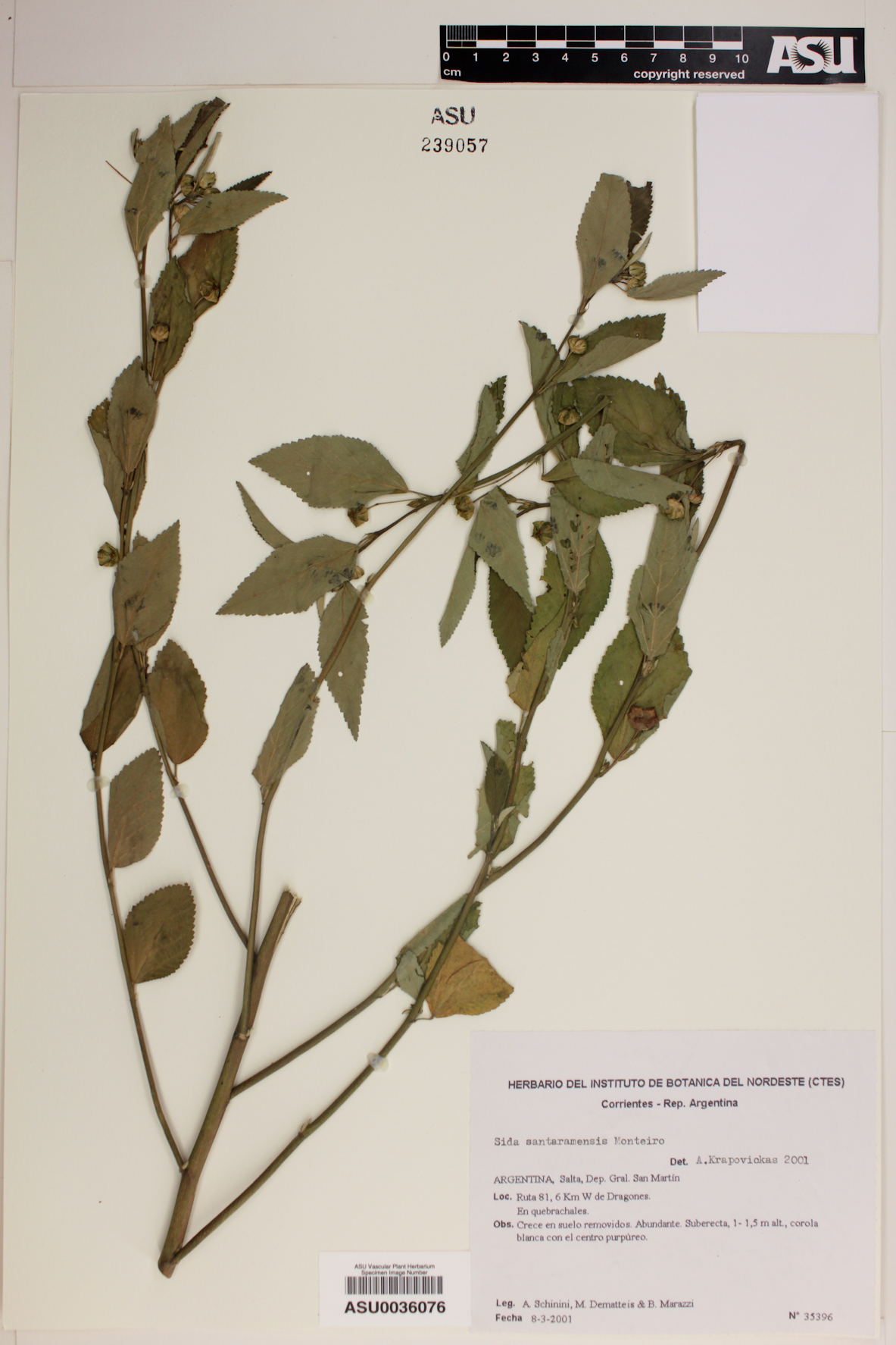 Sida santaremensis image