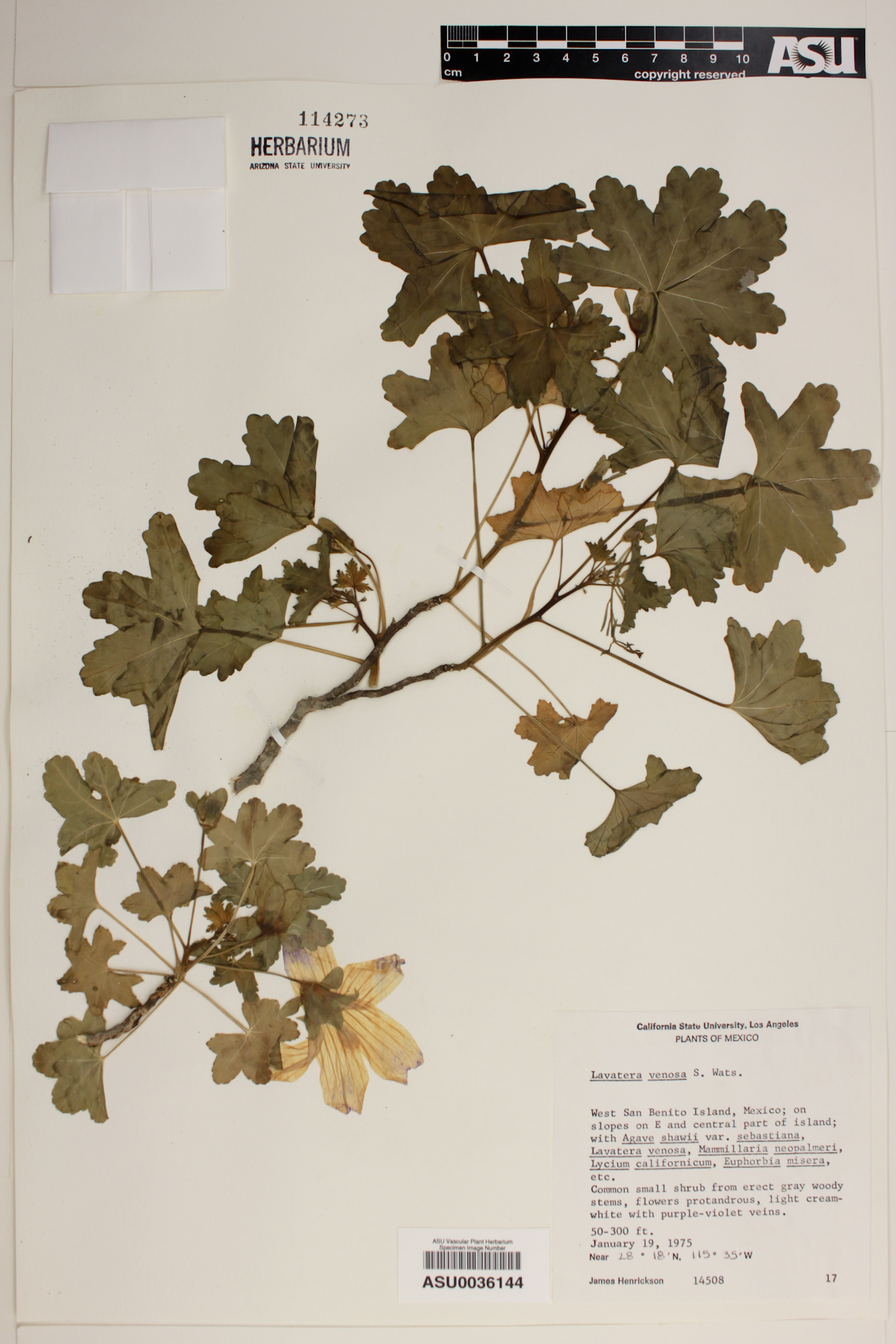 Lavatera venosa image