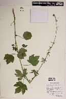 Kosteletzkya hispidula image