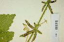 Kosteletzkya hispidula image