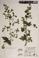 Kearnemalvastrum lacteum image