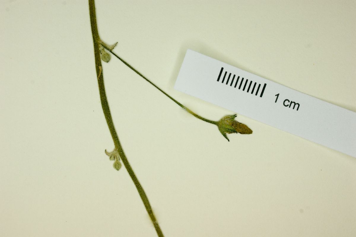 Horsfordia rotundifolia image