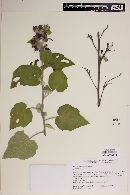 Phymosia pauciflora image