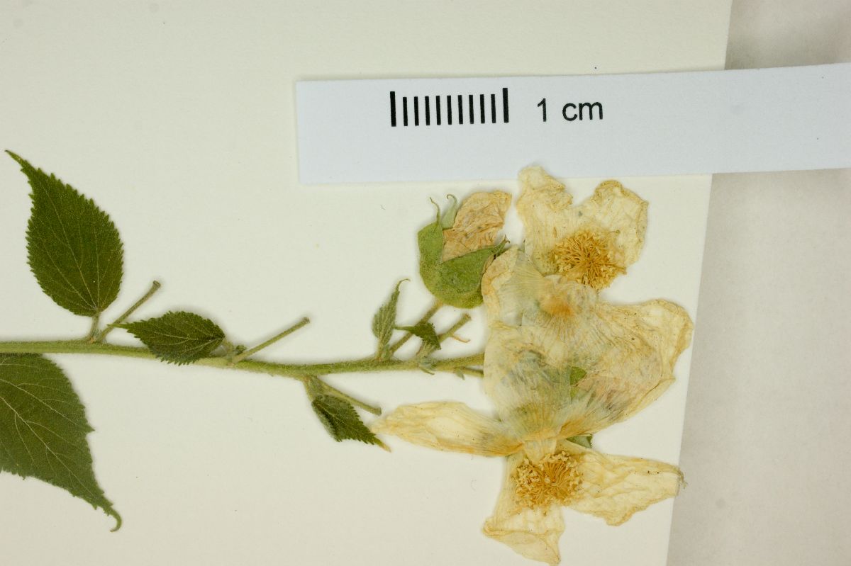 Pseudabutilon scabrum image