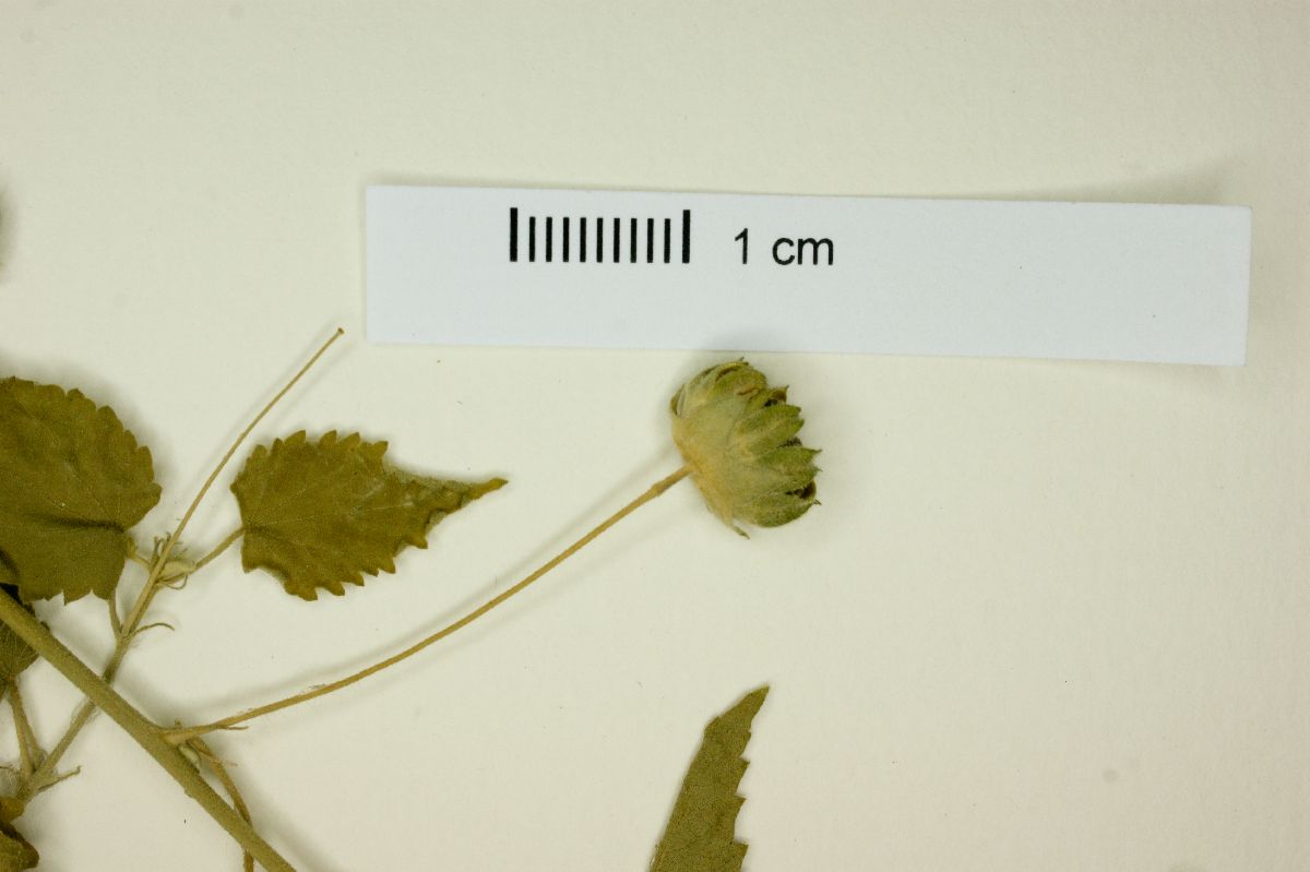 Pseudabutilon callimorphum image