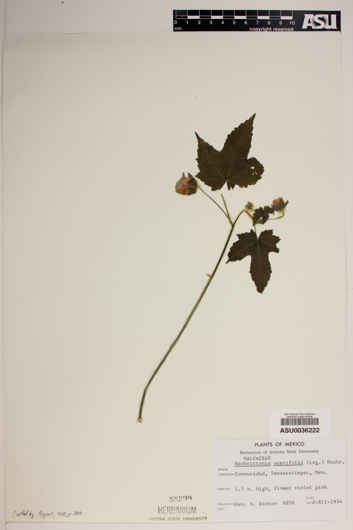 Neobrittonia acerifolia image