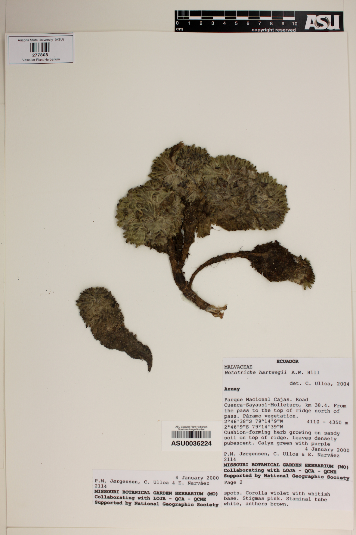 Nototriche jamesonii image