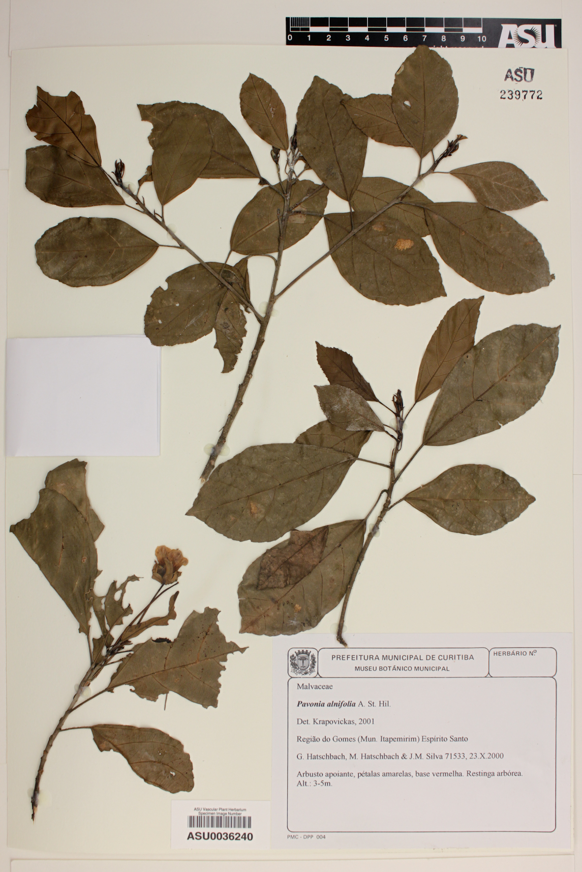 Pavonia alnifolia image