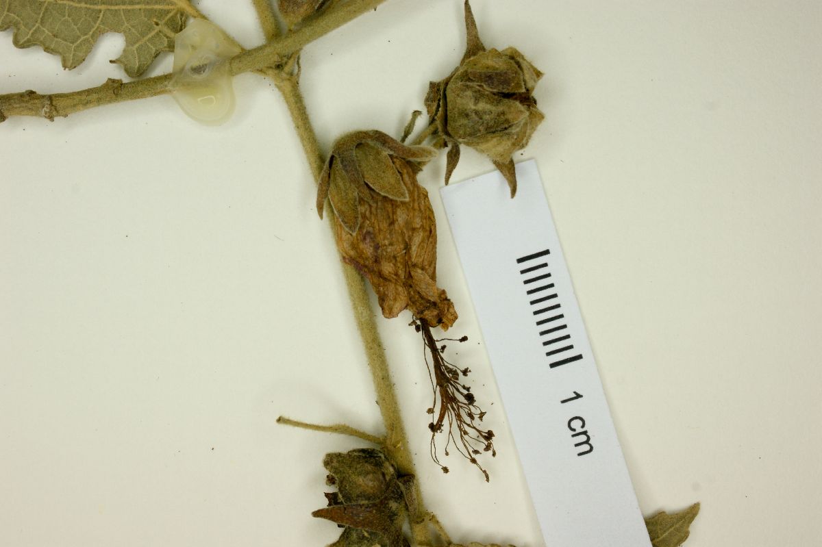 Pavonia commutata image