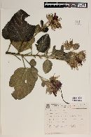 Pavonia macrostyla image