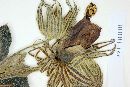 Pavonia macrostyla image