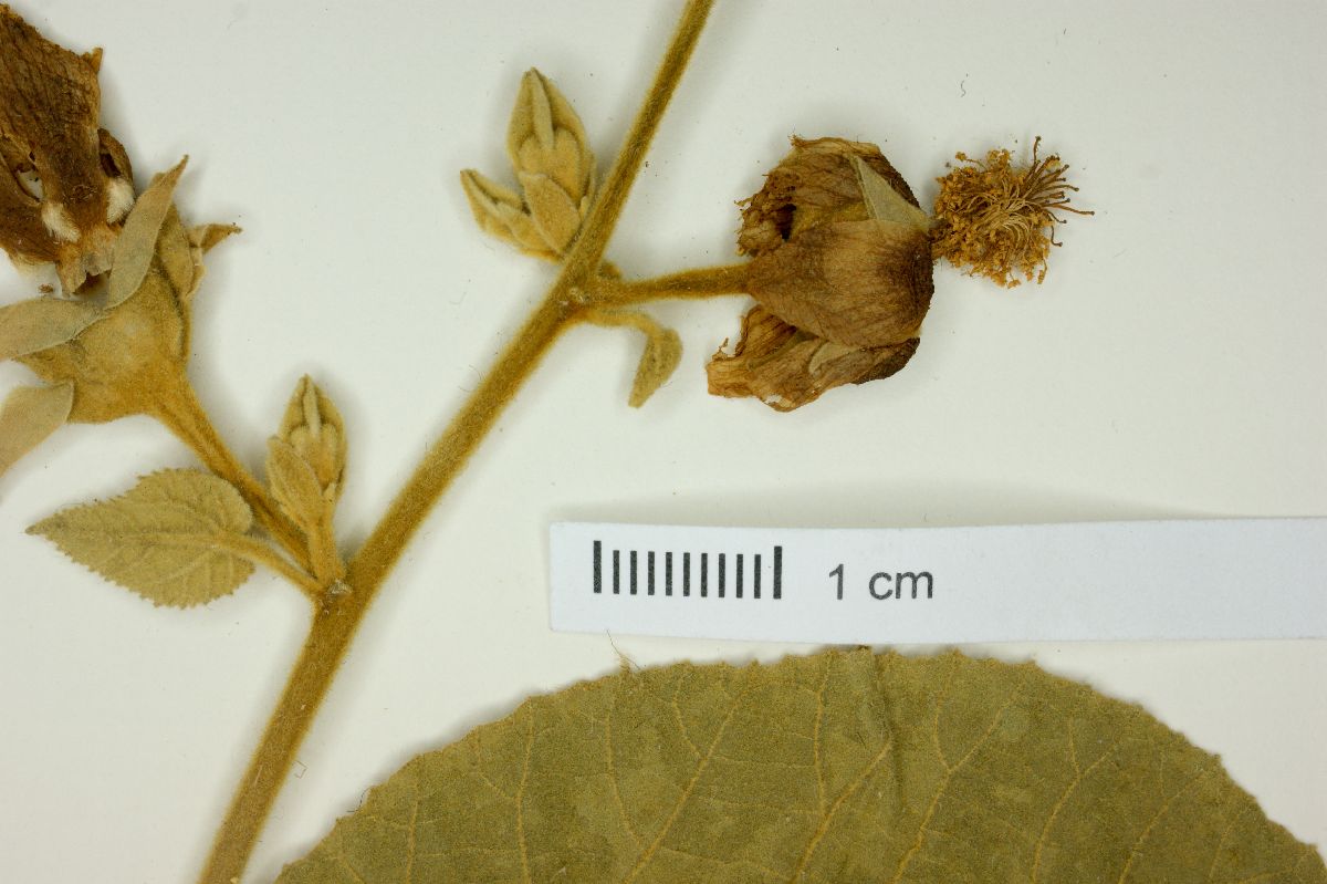 Abutilon giganteum image