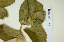 Abutilon grandifolium image