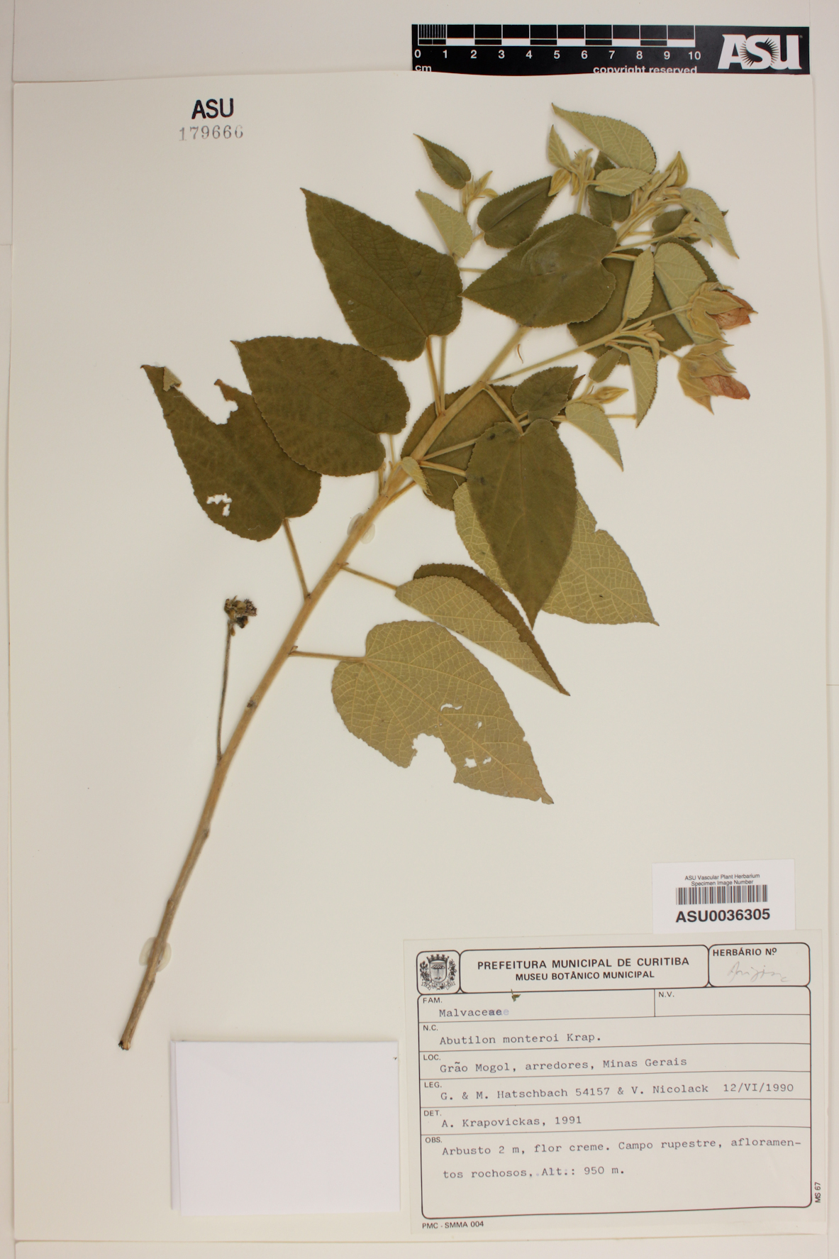 Abutilon monteiroi image