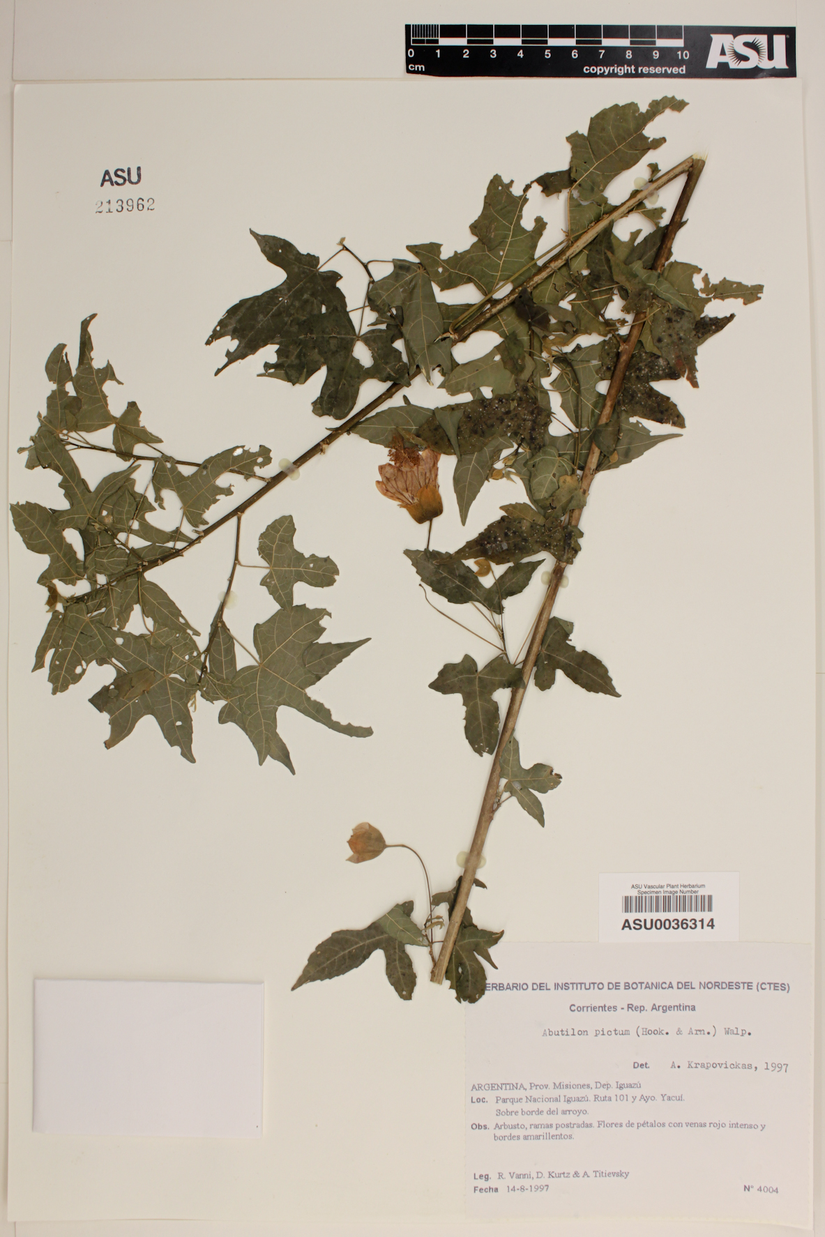 Abutilon pictum image