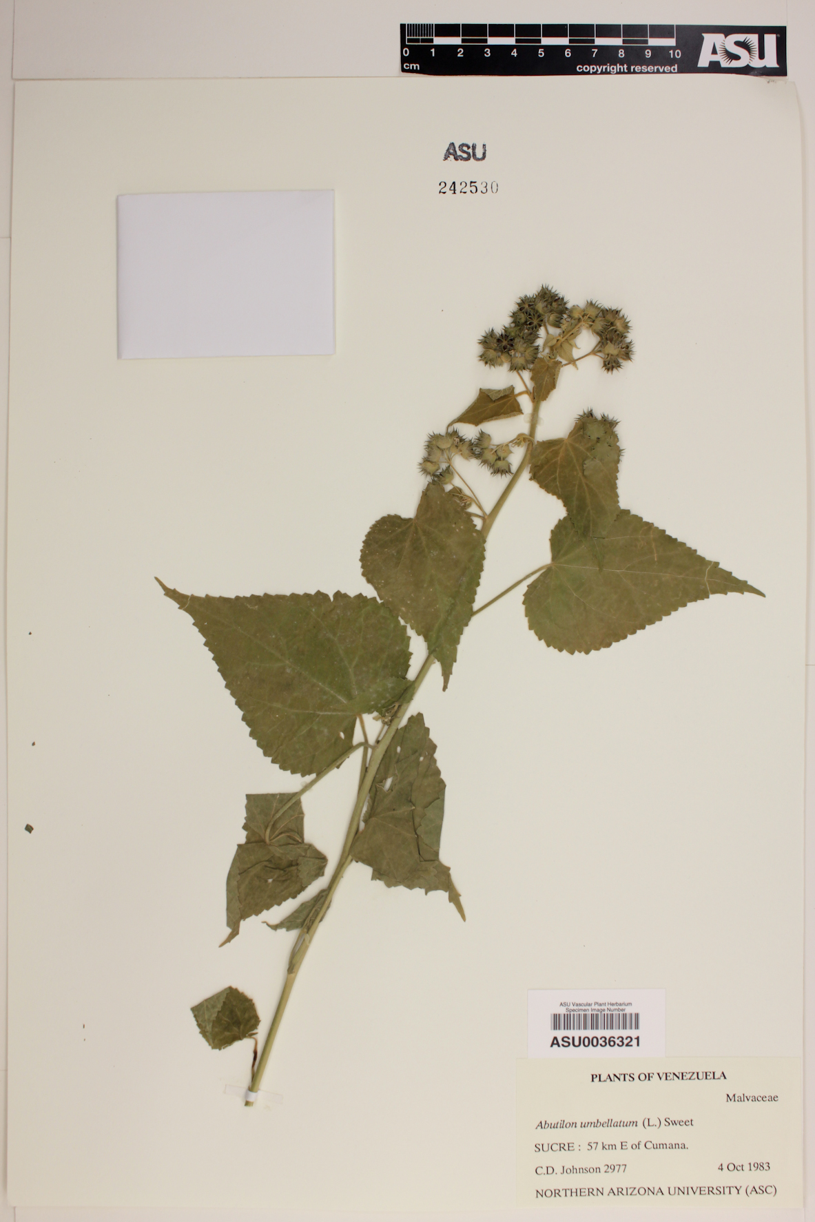 Pseudabutilon umbellatum image