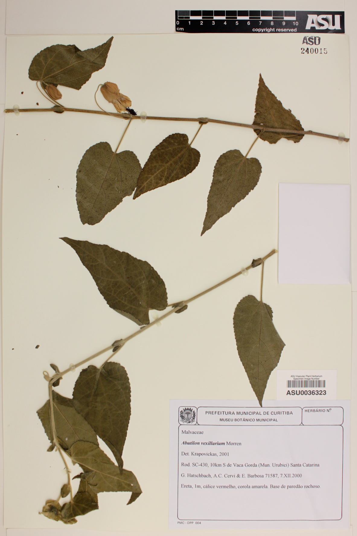 Abutilon megapotamicum image