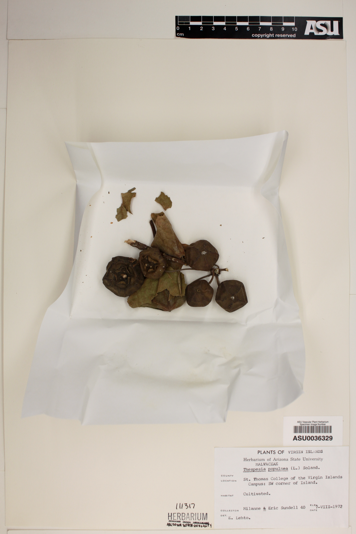 Thespesia populnea image