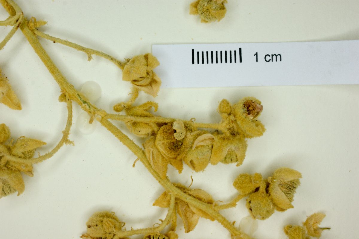 Sphaeralcea hainesii image