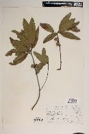 Quercus aristata image