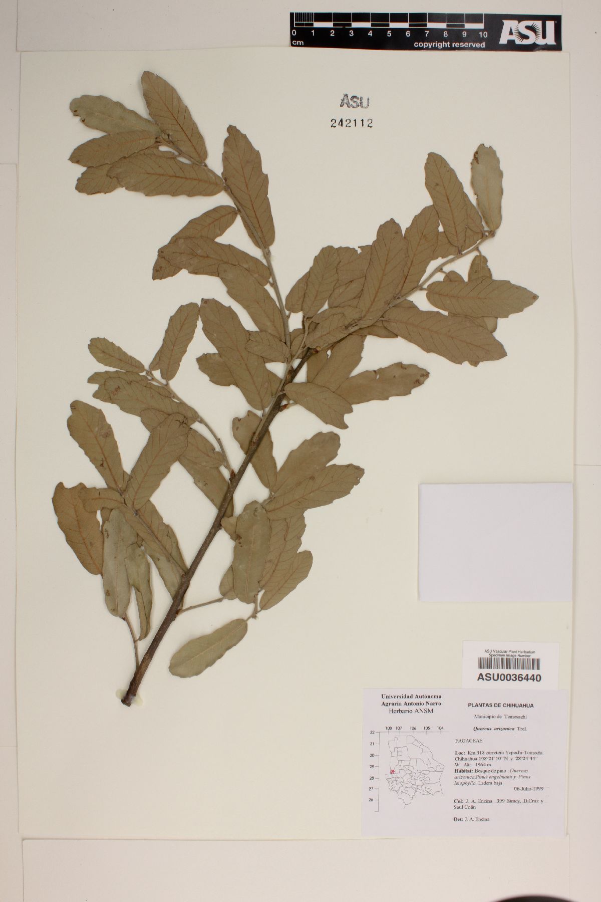 Quercus leiophylla image