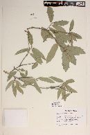 Quercus brandegeei image