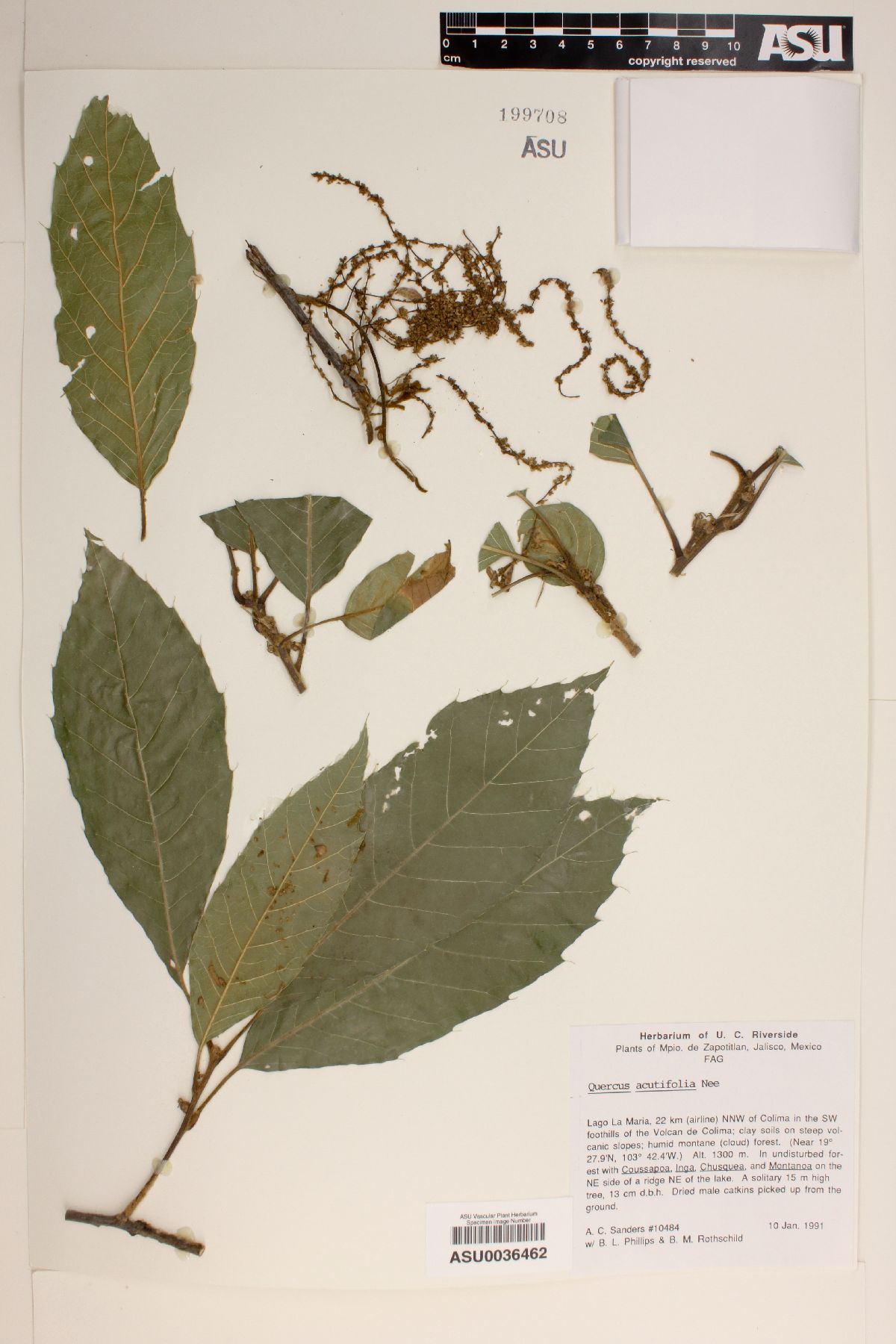 Quercus acutifolia image