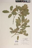 Quercus agrifolia image