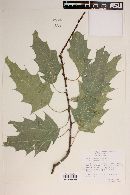 Quercus albocincta image