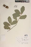 Quercus chihuahuensis image